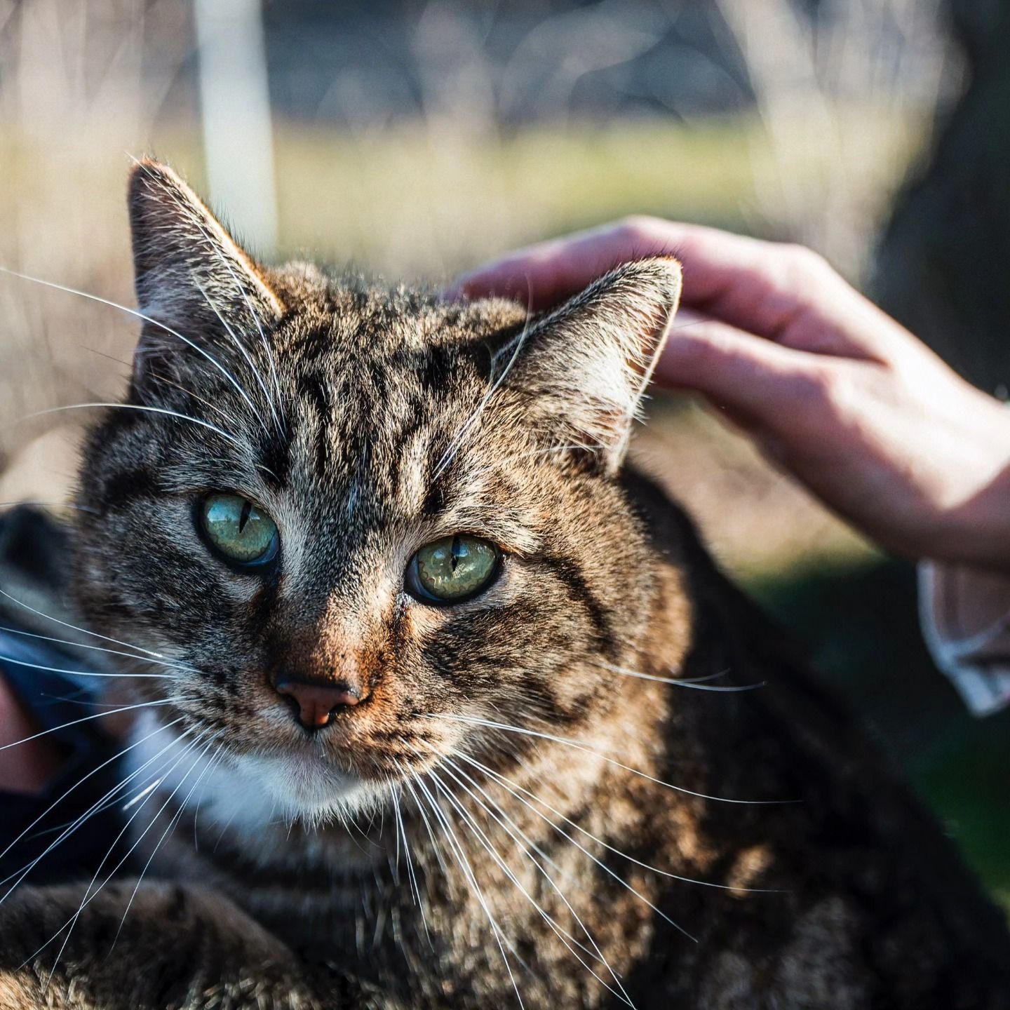 Teresa's Cat and Dog Rescue