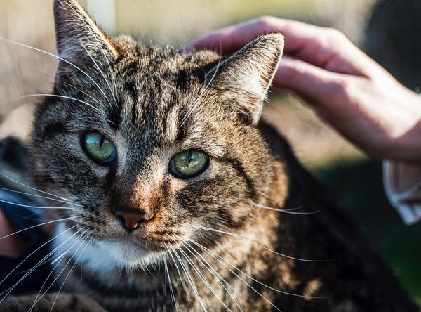 Teresa's Cat and Dog Rescue