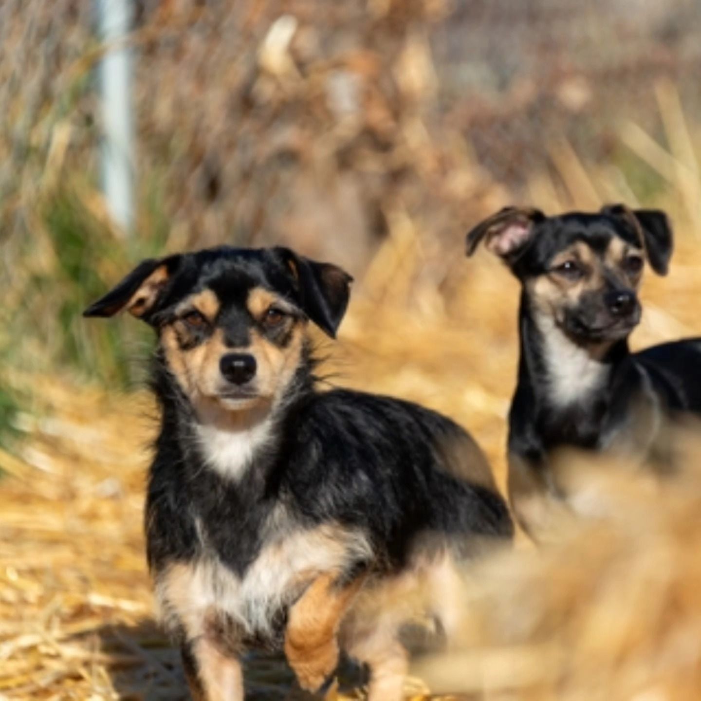 Teresa's Cat and Dog Rescue