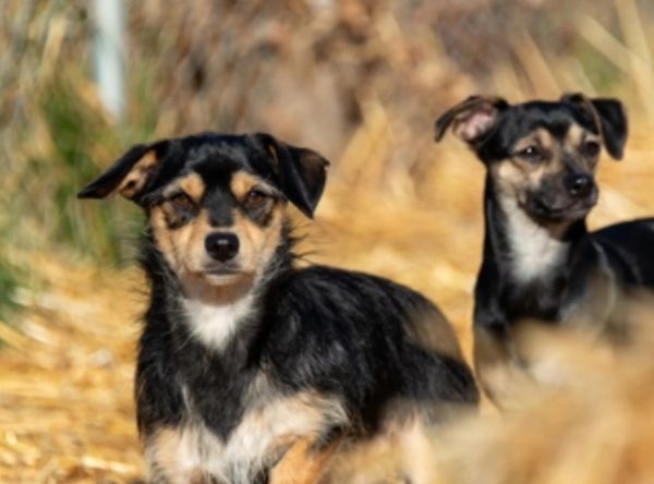 Teresa's Cat and Dog Rescue