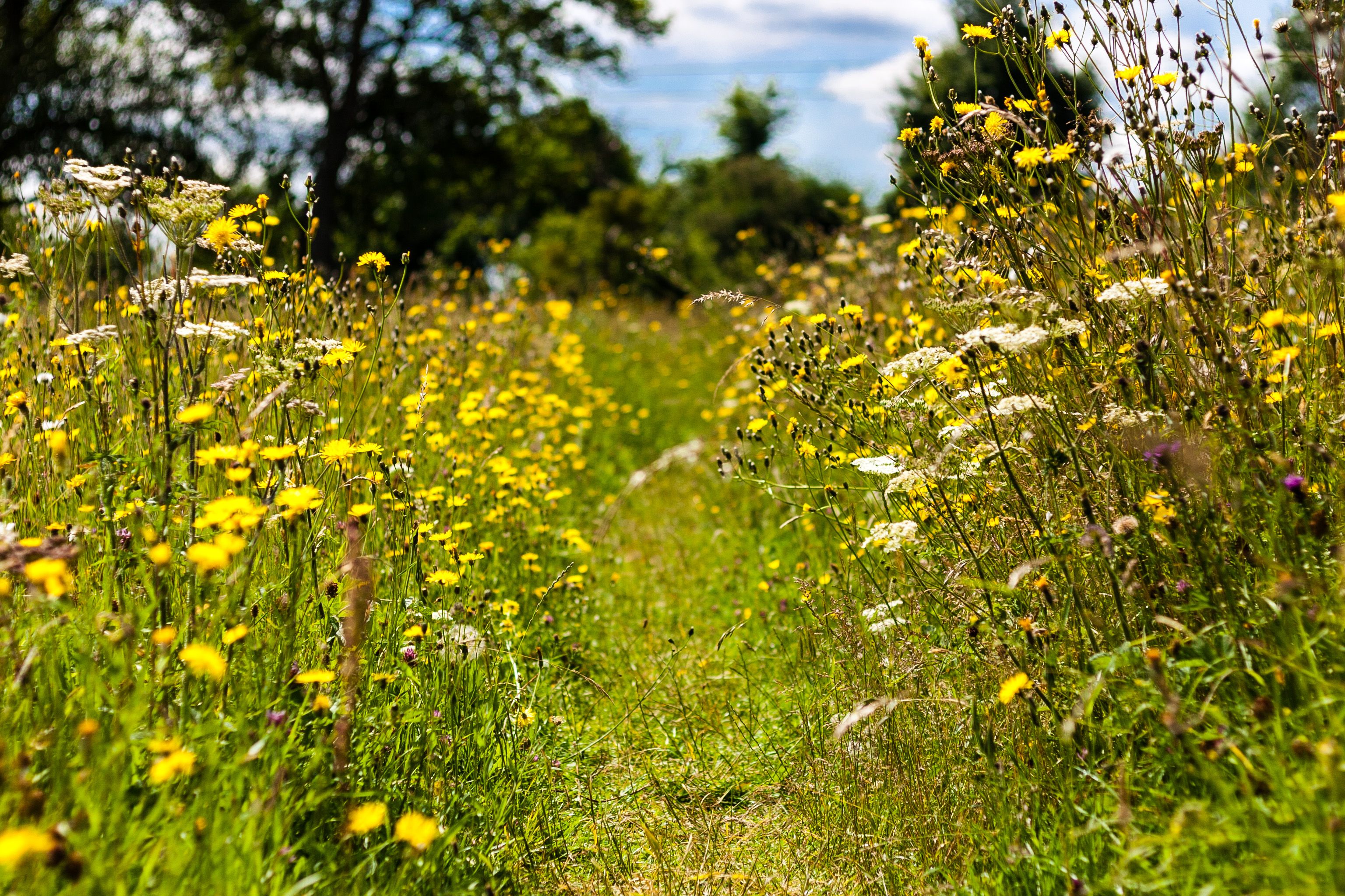 Worcestershire Wildlife Trust