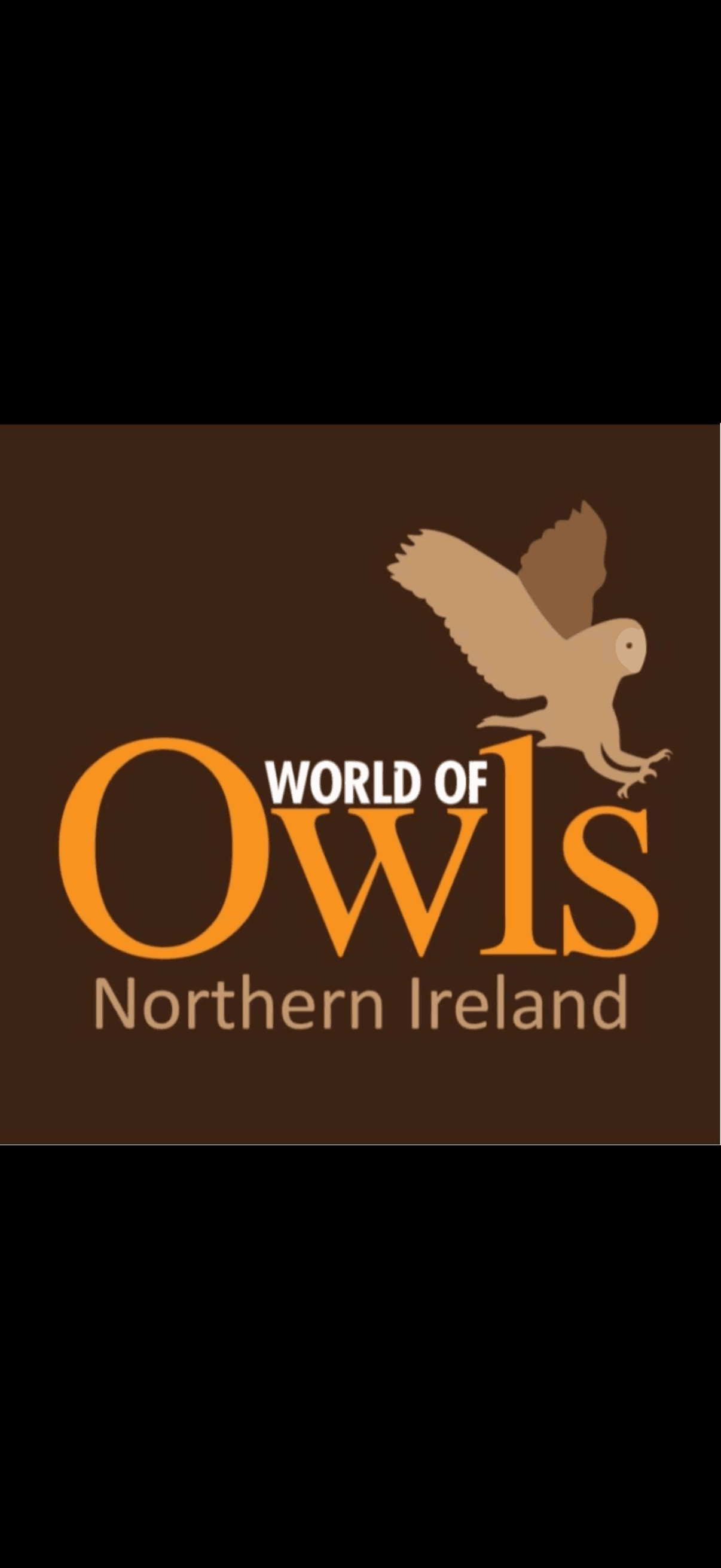 World of owls