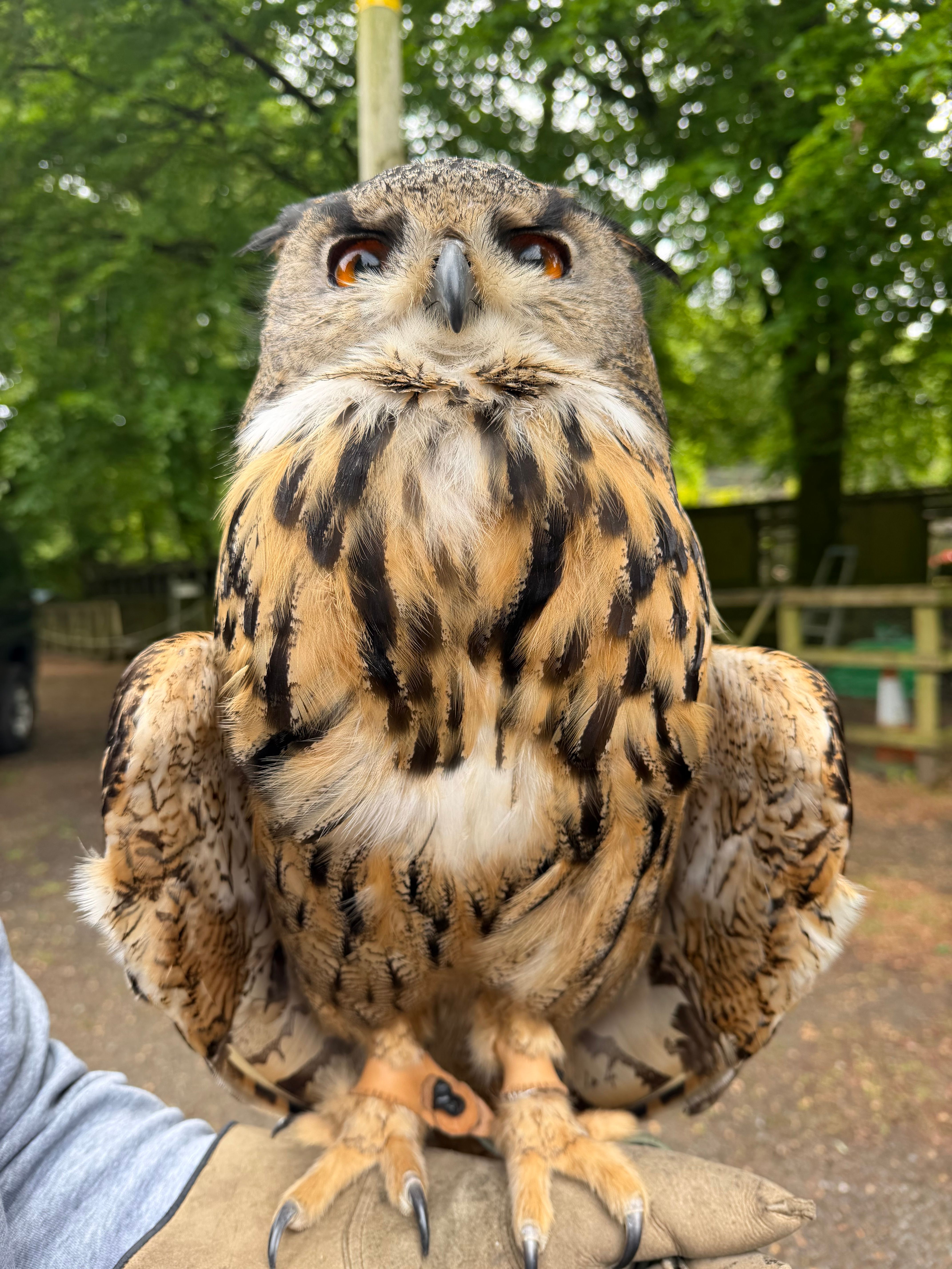 World of owls