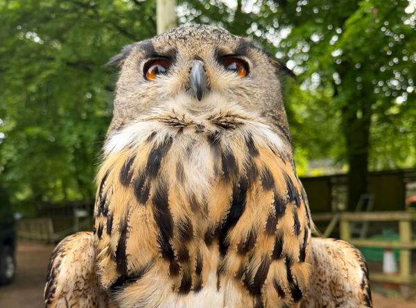 World of owls