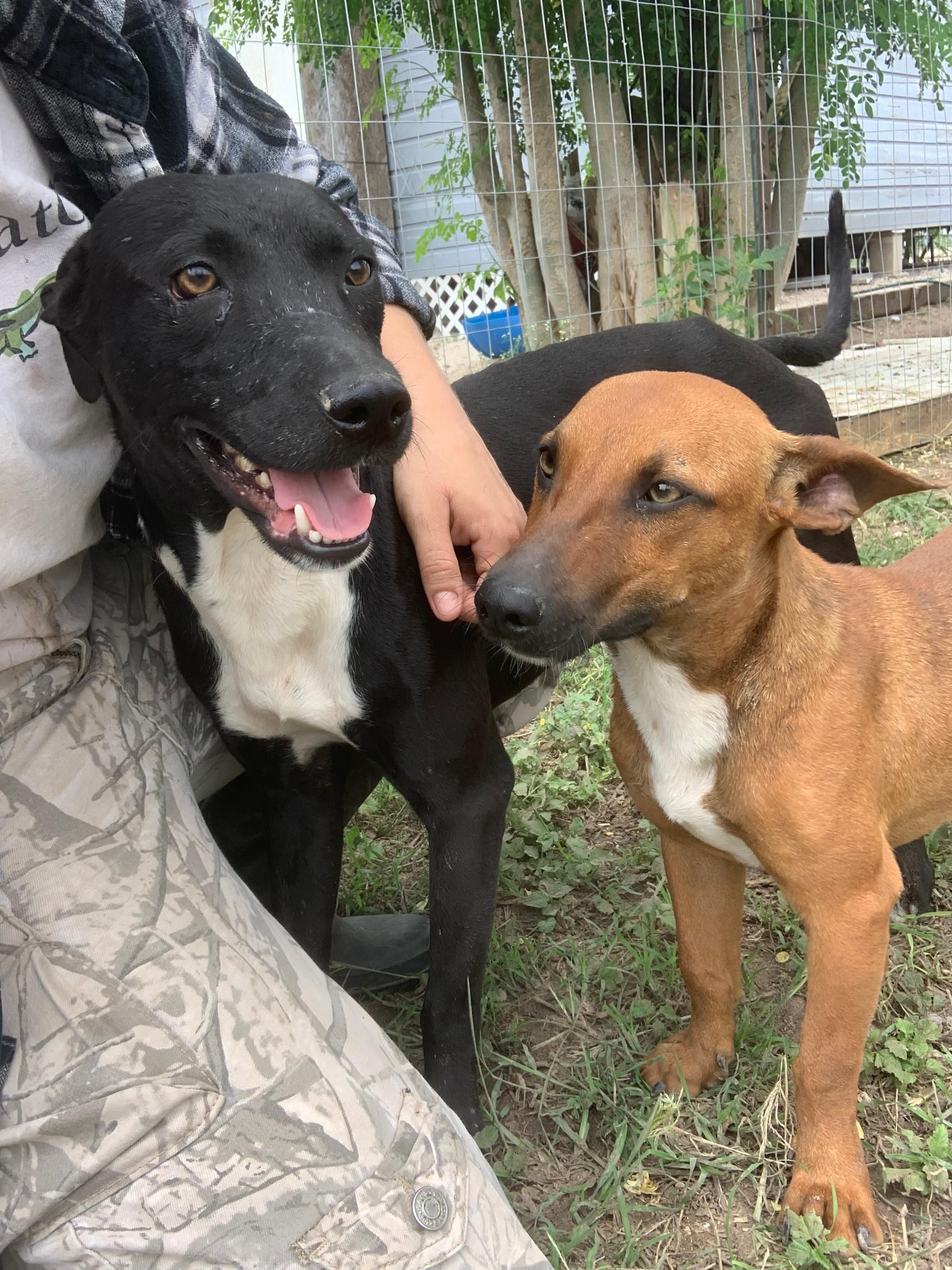 Valley Paws United