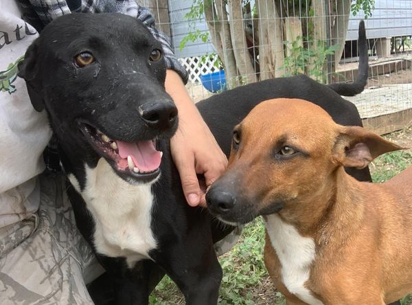 Valley Paws United