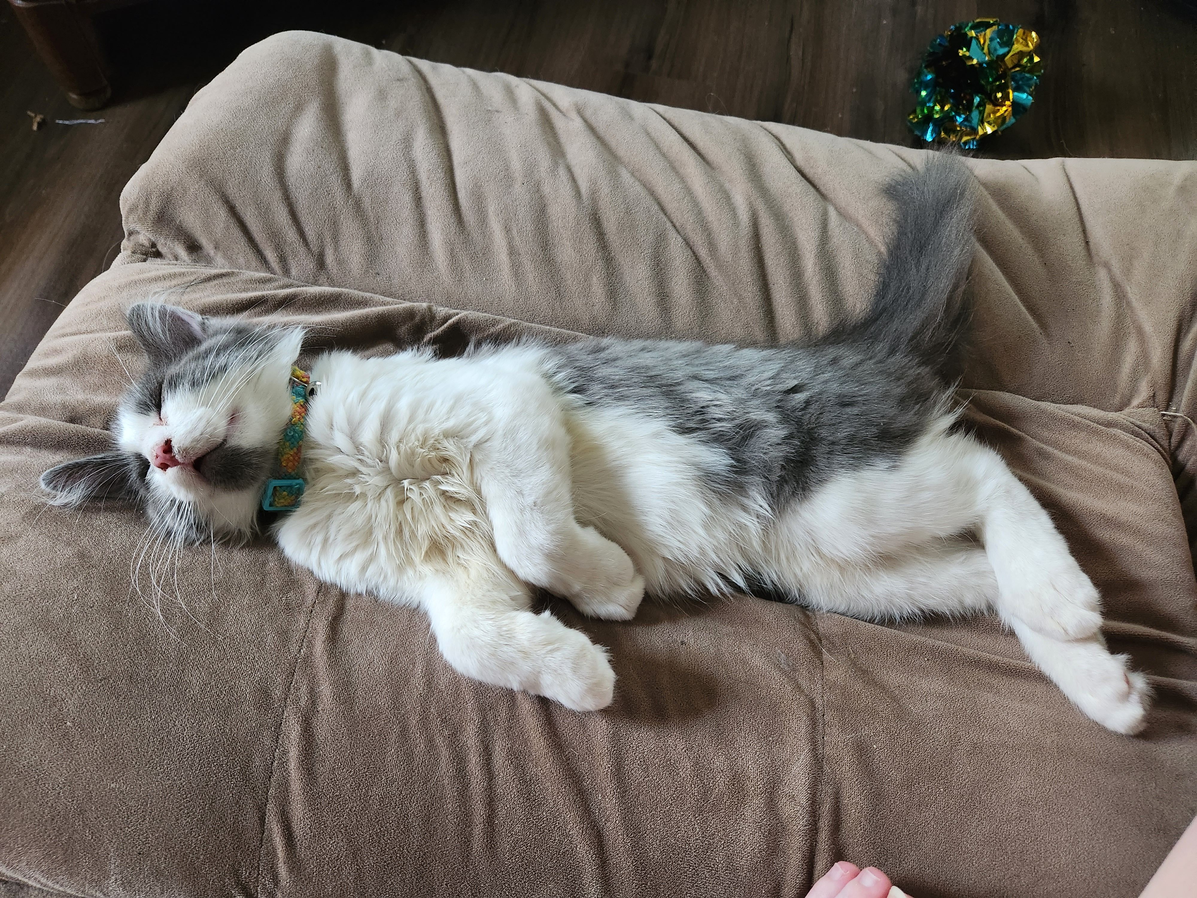 Kuiper Cares Feline Rescue