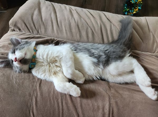 Kuiper Cares Feline Rescue