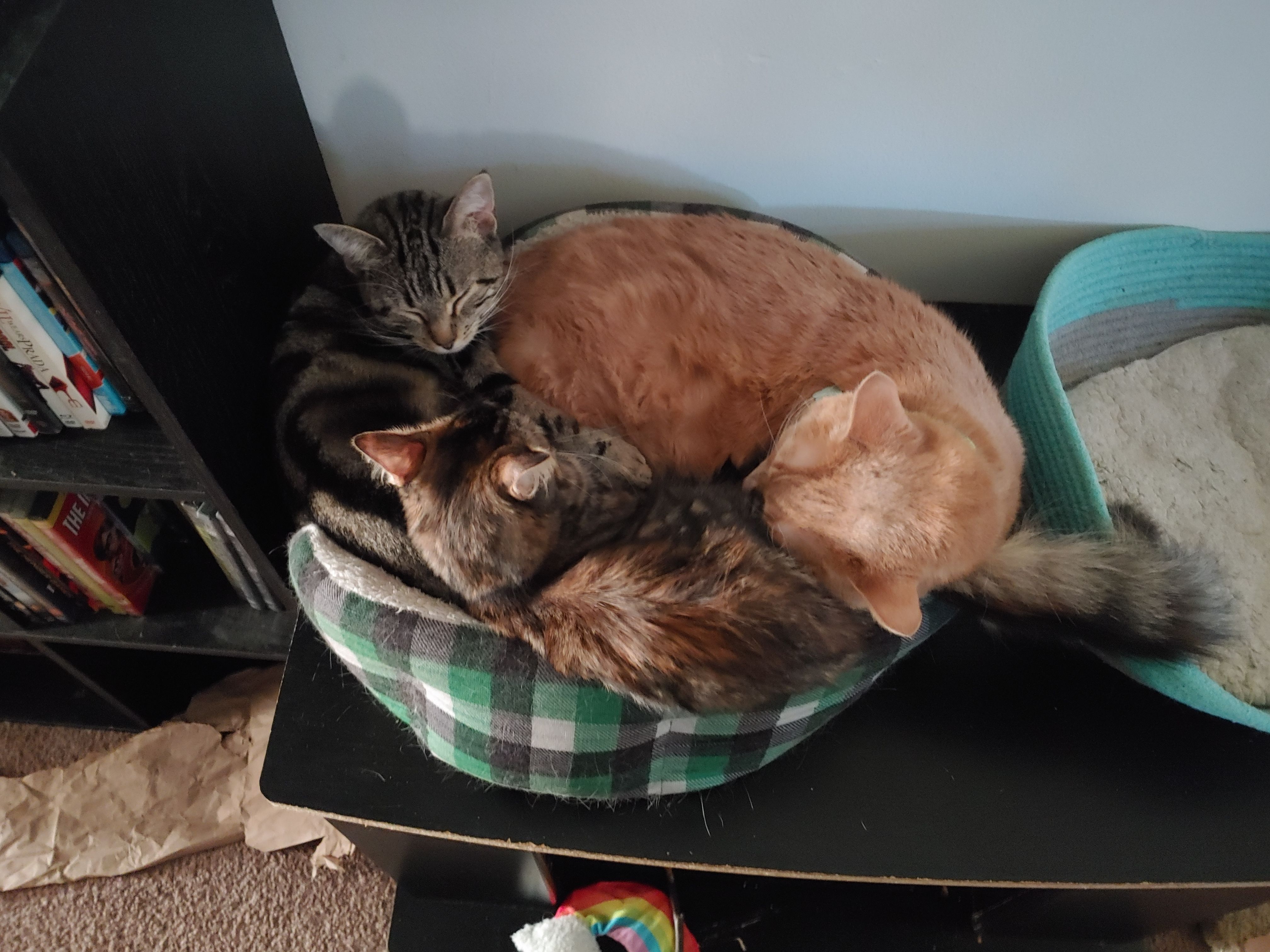 Kuiper Cares Feline Rescue