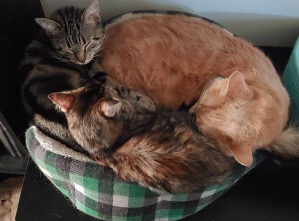 Kuiper Cares Feline Rescue