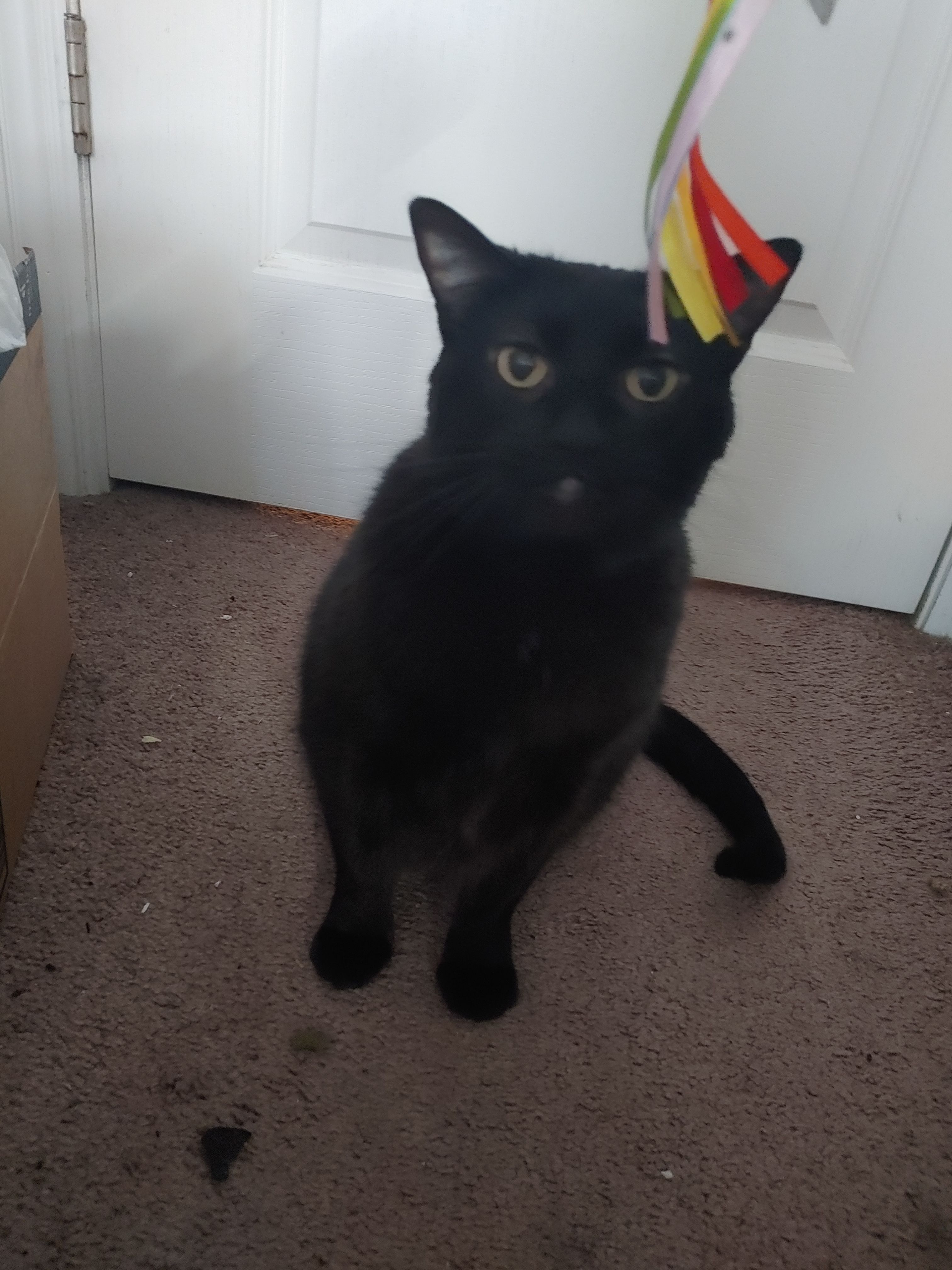 Kuiper Cares Feline Rescue