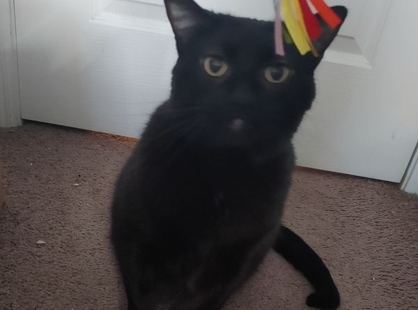 Kuiper Cares Feline Rescue