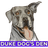 Duke Dog's Den