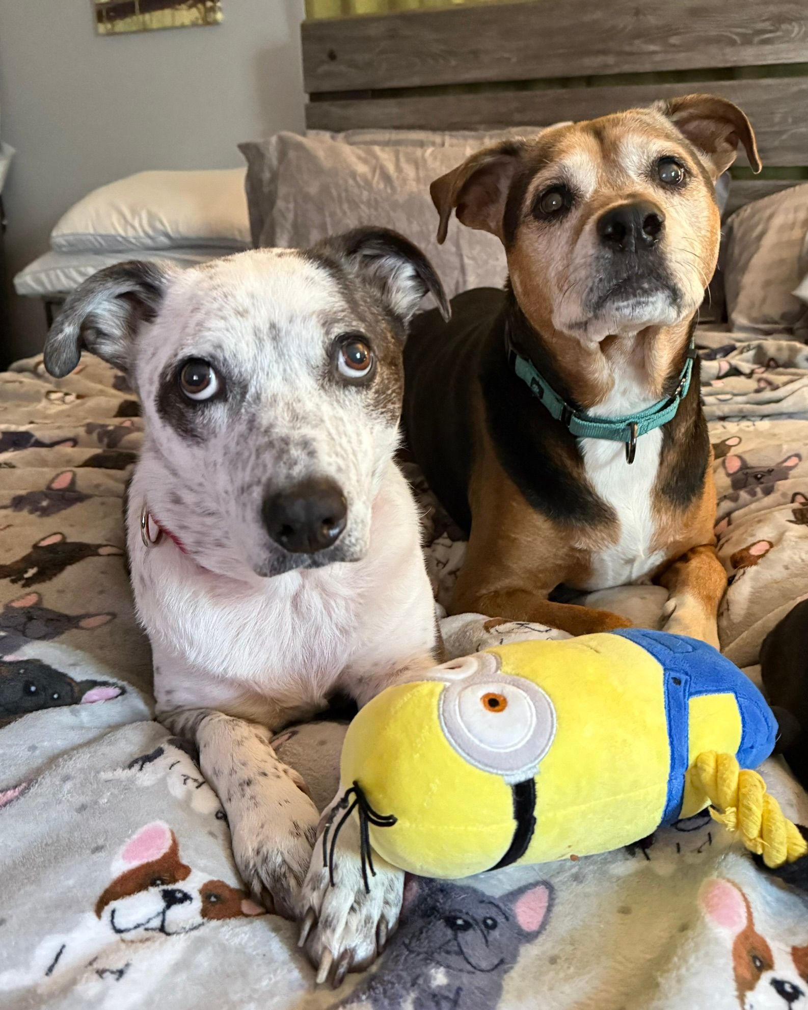 Duke Dog's Den