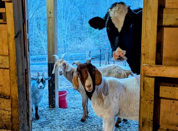 Fauna Haven Animal Sanctuary