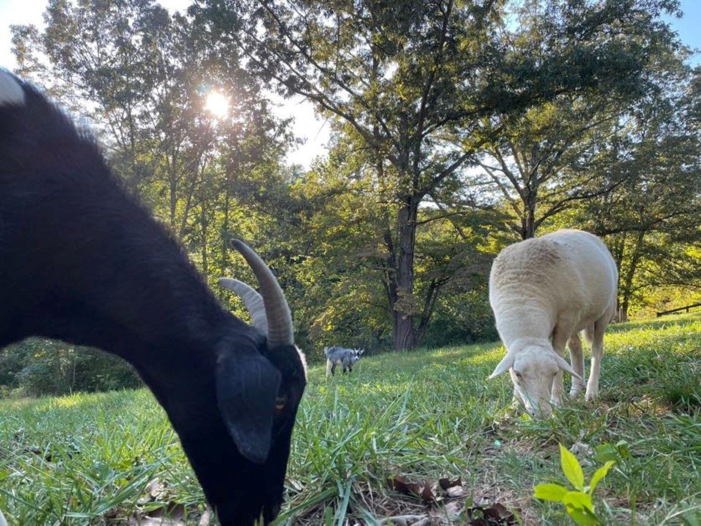 Fauna Haven Animal Sanctuary
