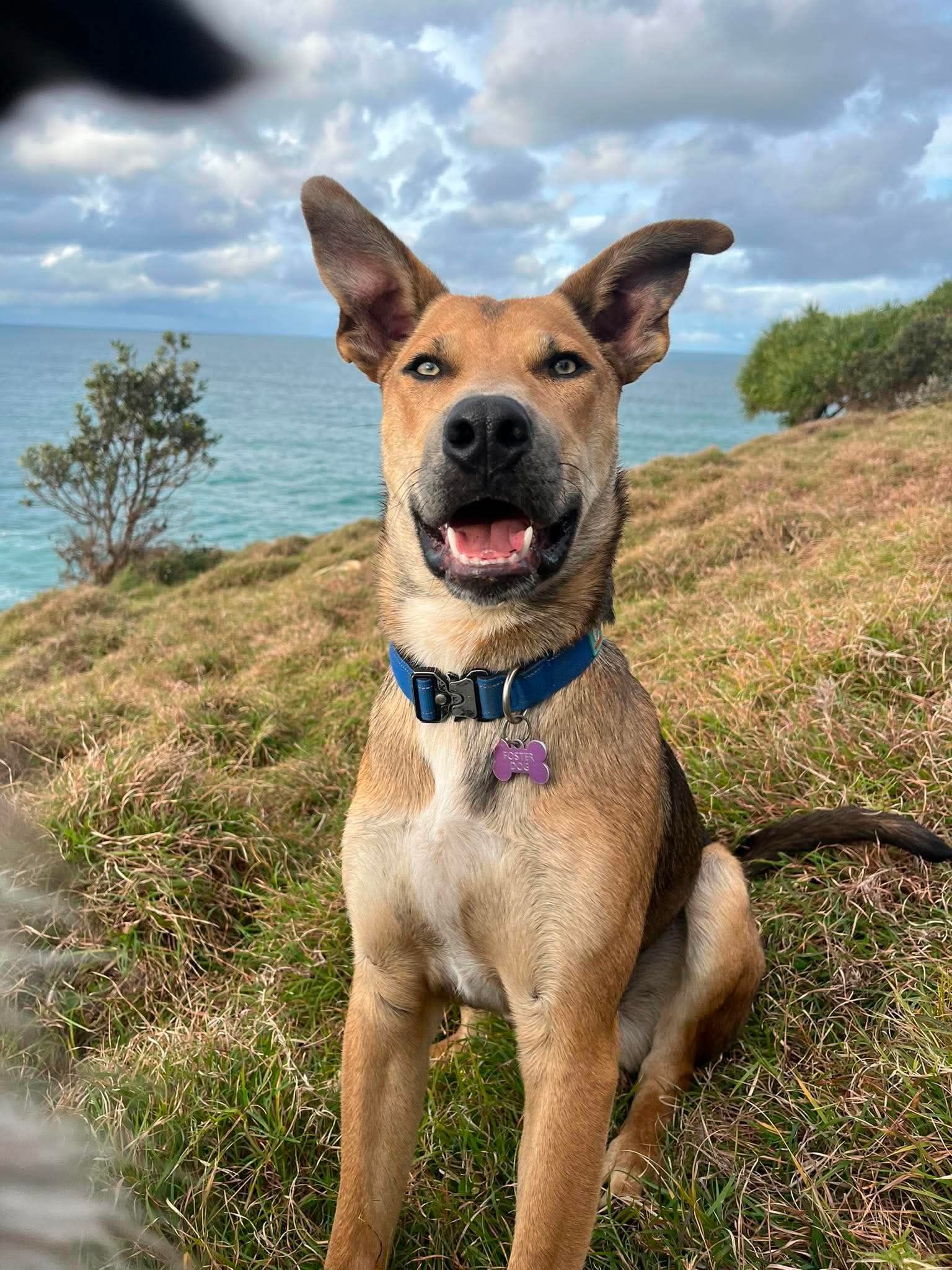 DM Rescue Coffs Harbour