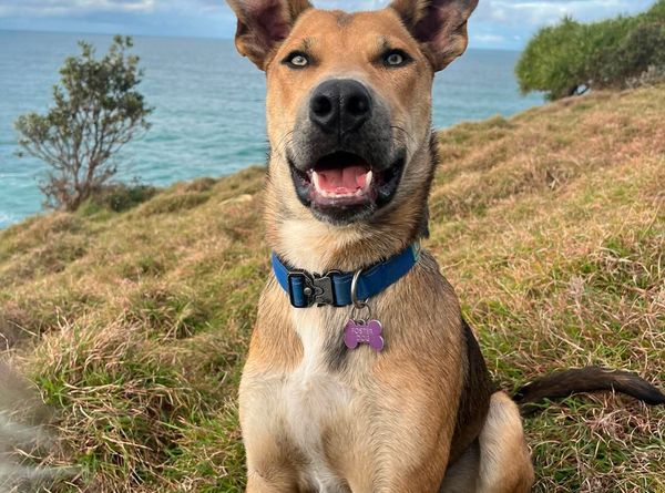 DM Rescue Coffs Harbour