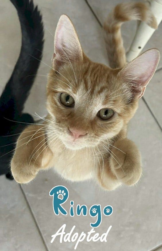 Whiskers on the Emerald Coast