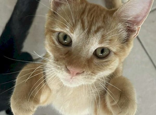 Whiskers on the Emerald Coast