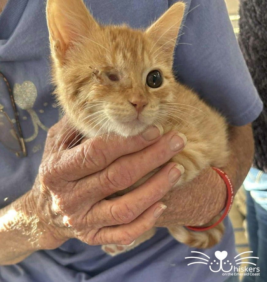 Whiskers on the Emerald Coast