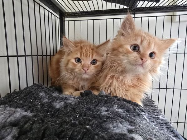 Mayfield Community Cats