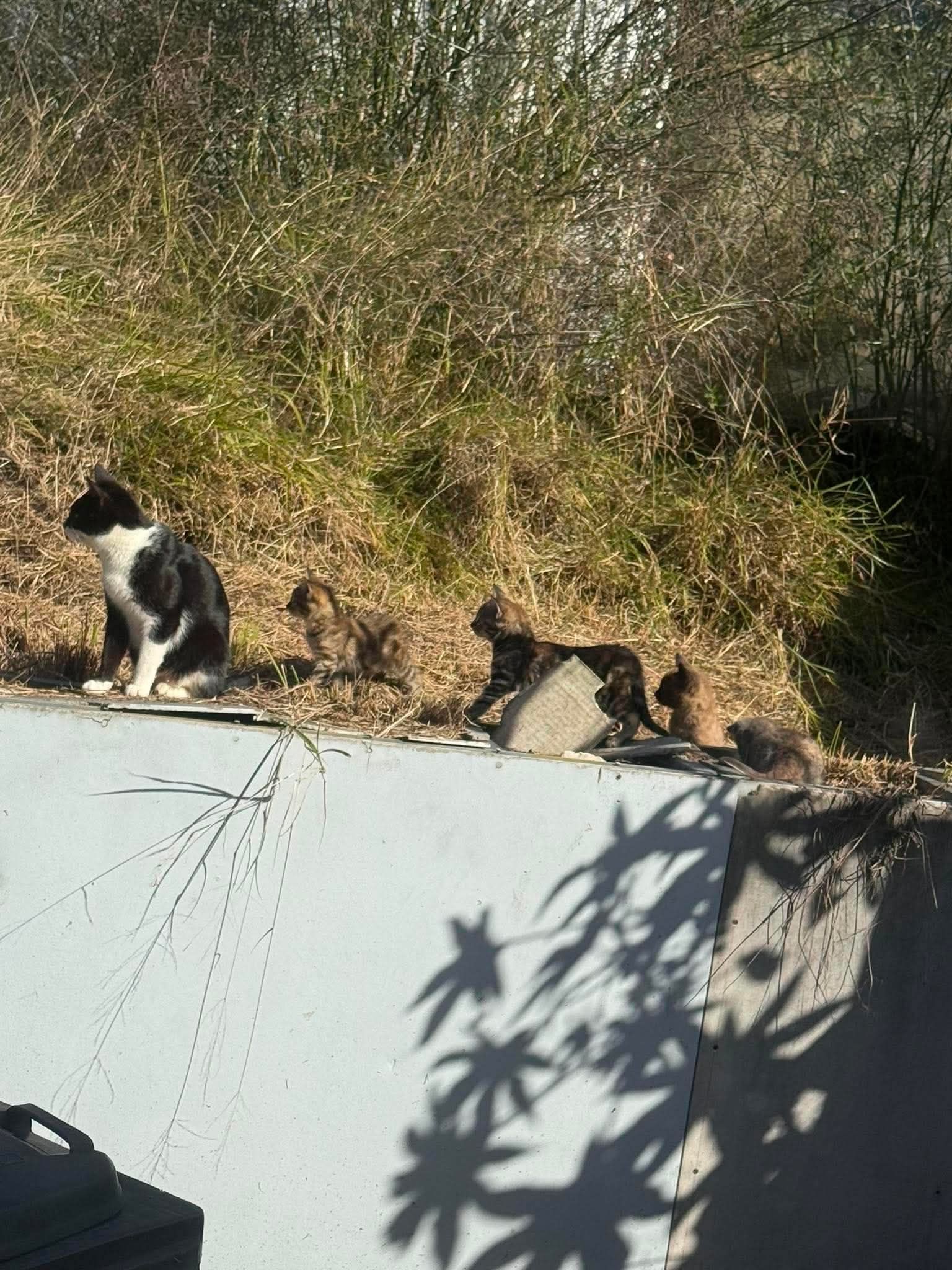 Mayfield Community Cats
