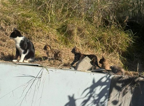 Mayfield Community Cats