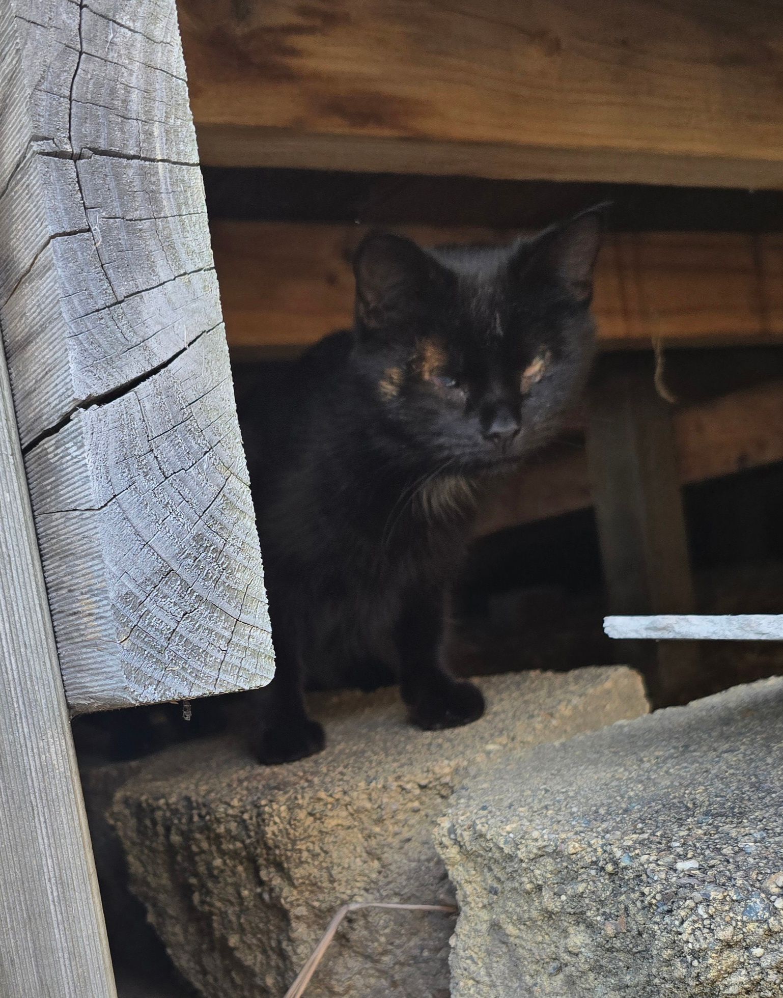 Mayfield Community Cats