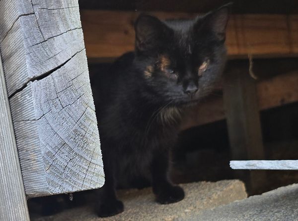 Mayfield Community Cats