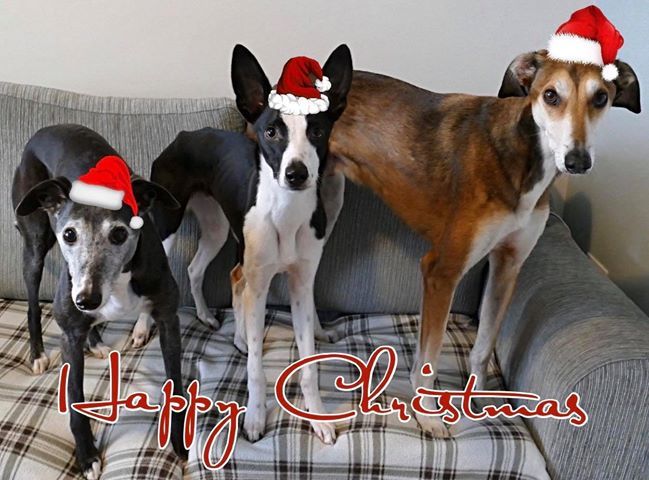 Wicklow animal welfare
