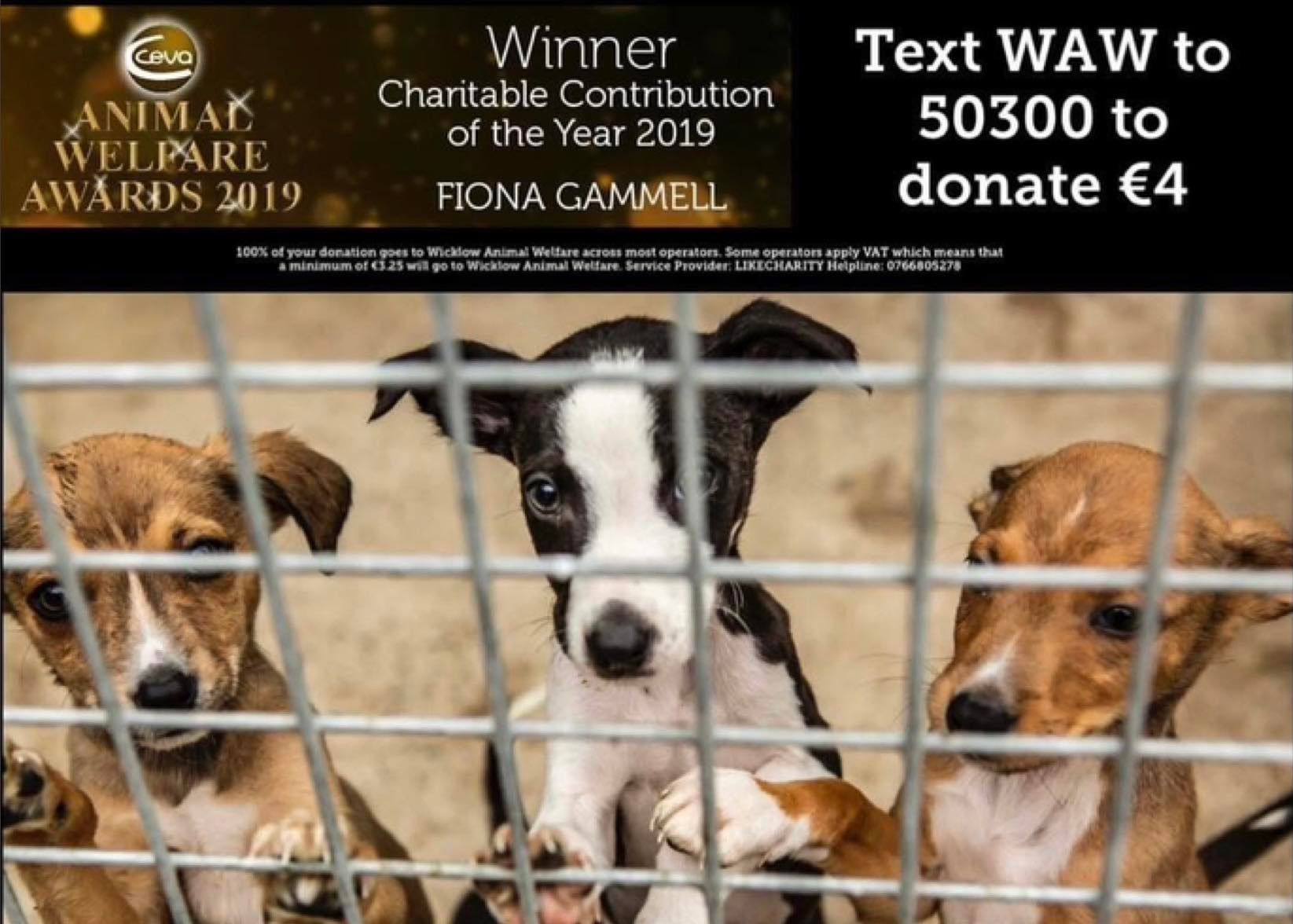 Wicklow animal welfare