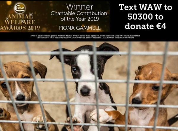 Wicklow animal welfare