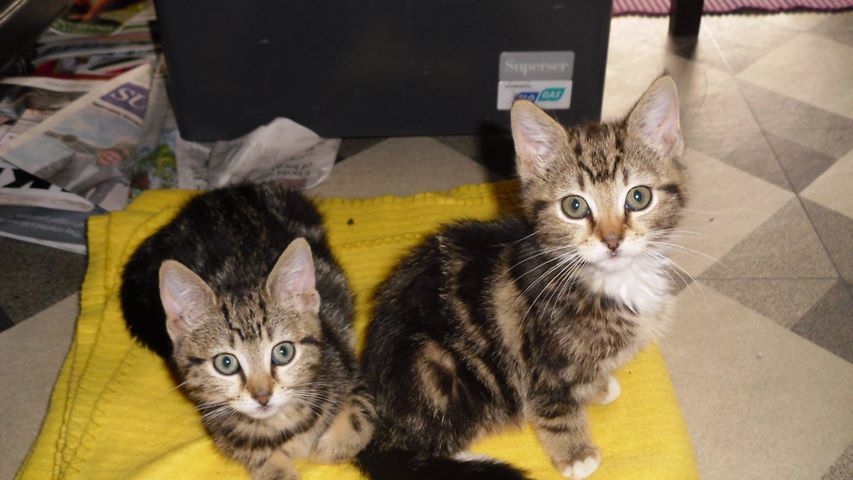 Wicklow animal welfare