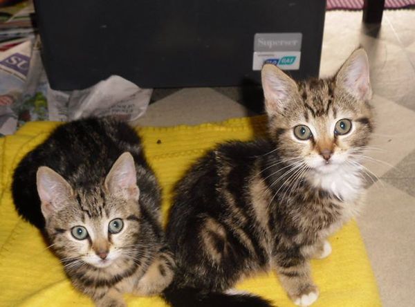 Wicklow animal welfare