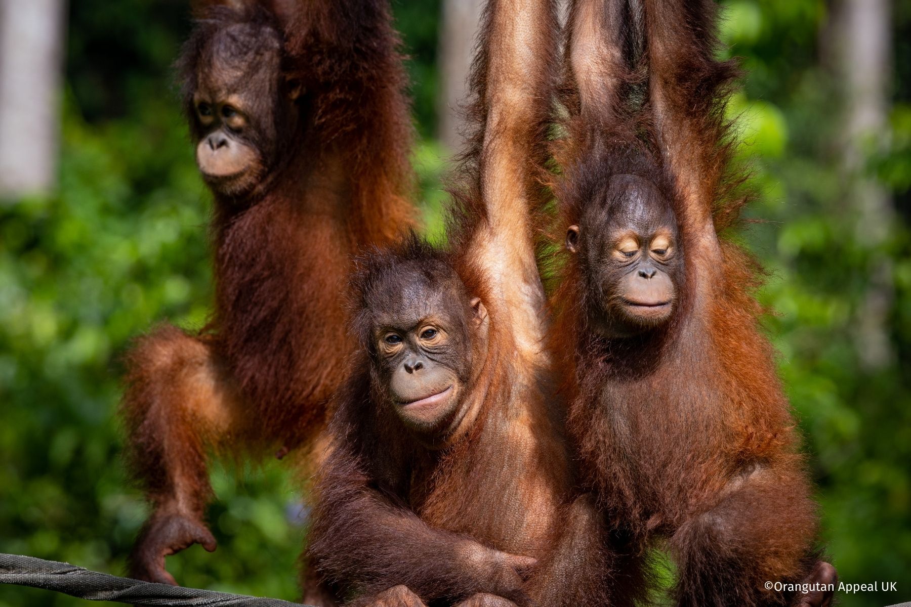 Orangutan appeal uk