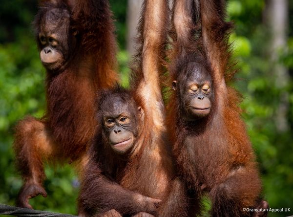 Orangutan appeal uk