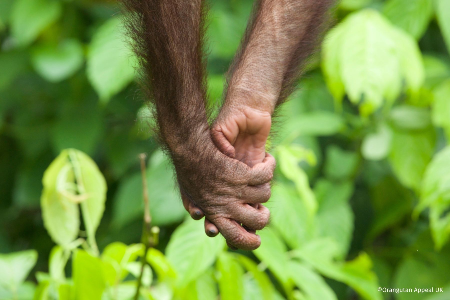 Orangutan appeal uk
