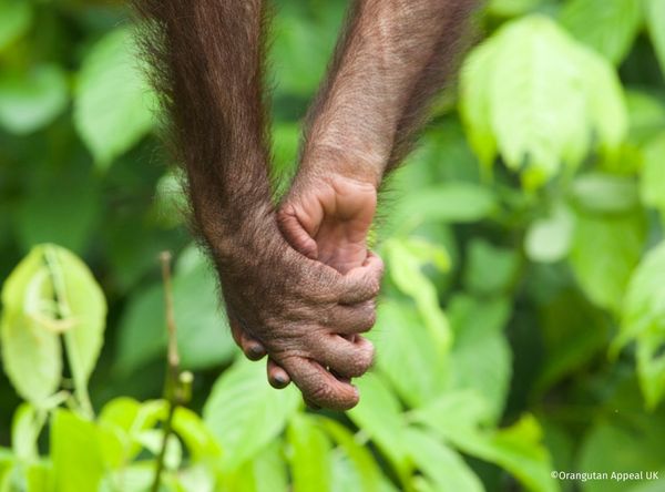 Orangutan appeal uk