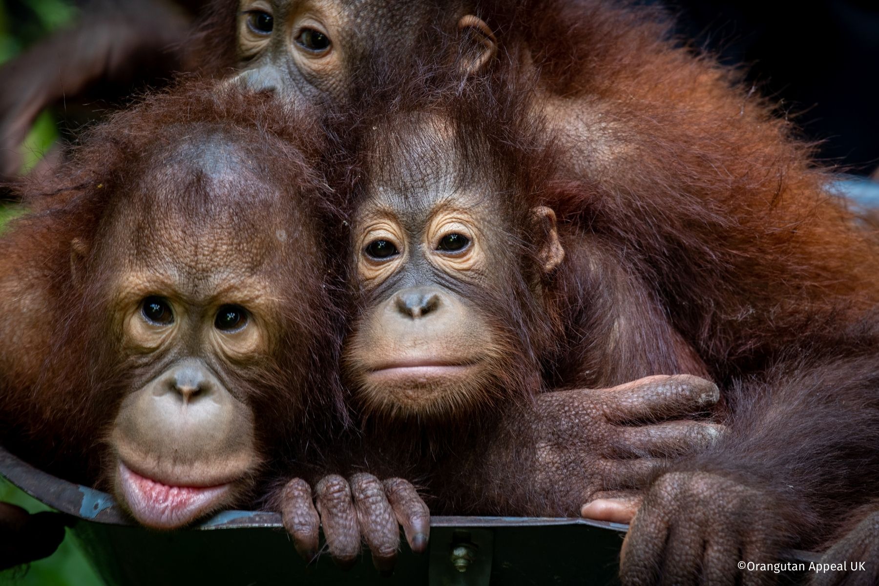 Orangutan appeal uk