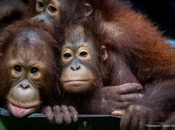 Orangutan appeal uk