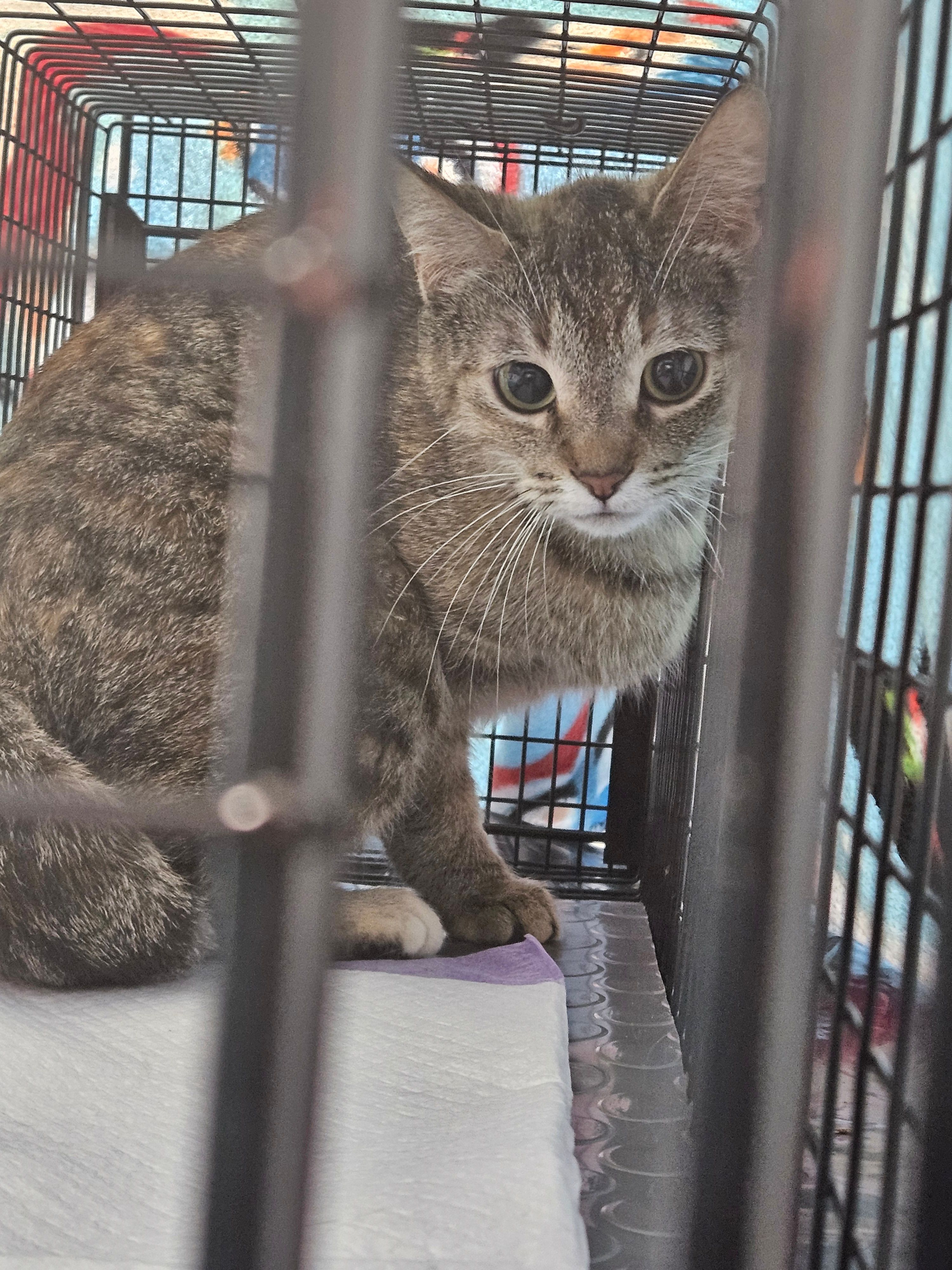Thumb Spay Neuter Alliance