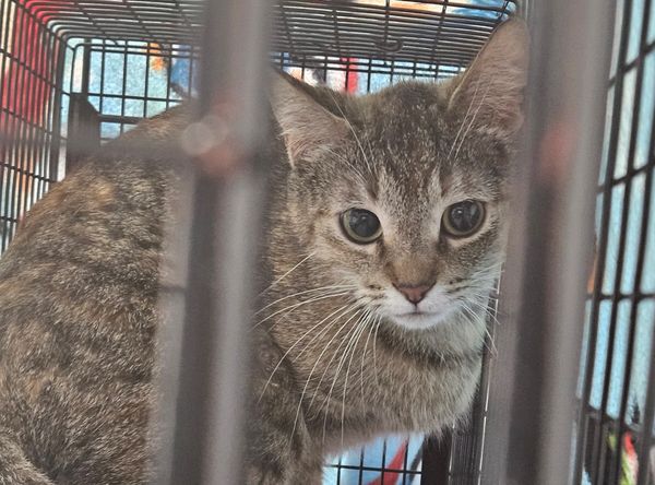 Thumb Spay Neuter Alliance