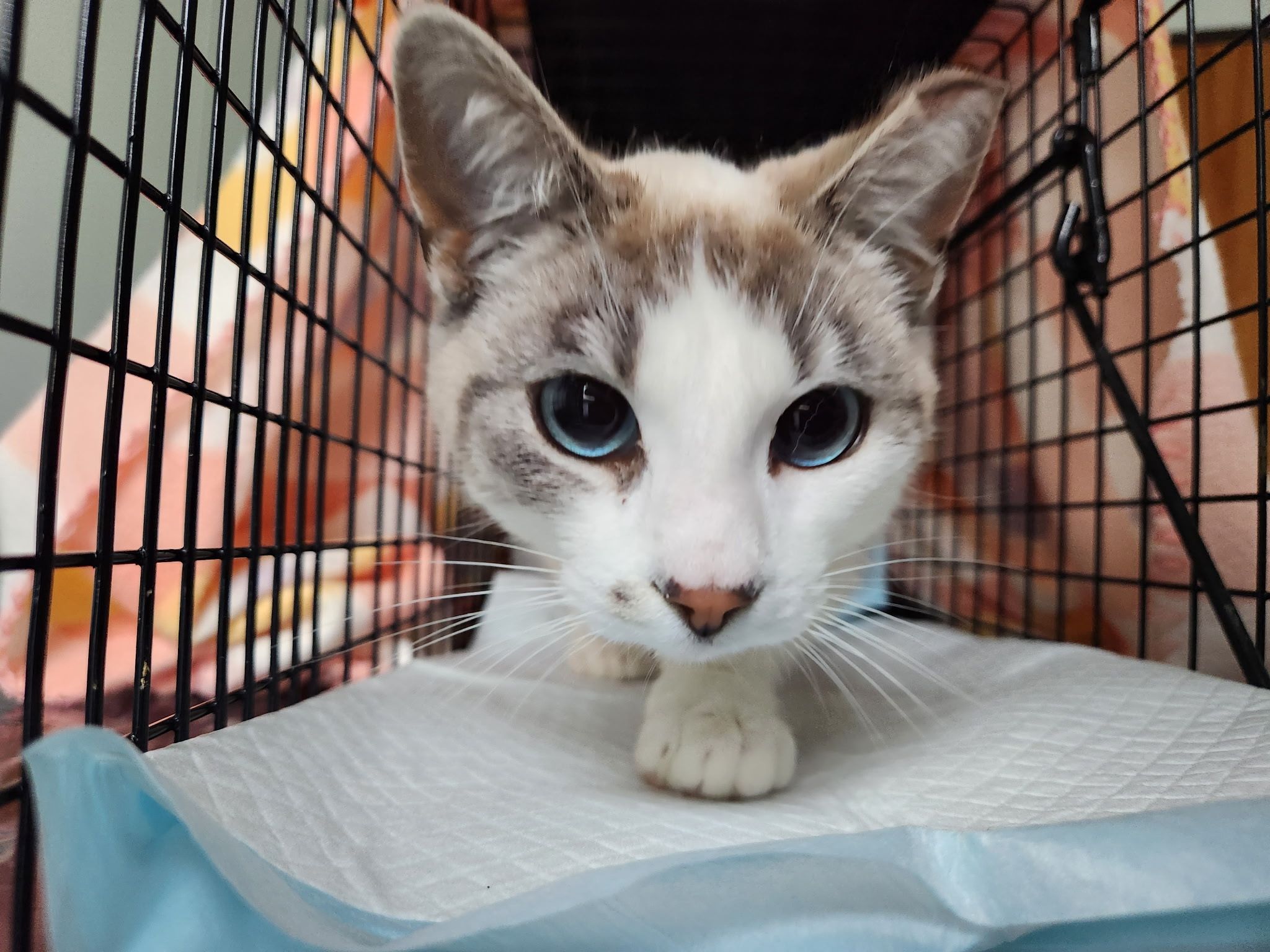 Thumb Spay Neuter Alliance