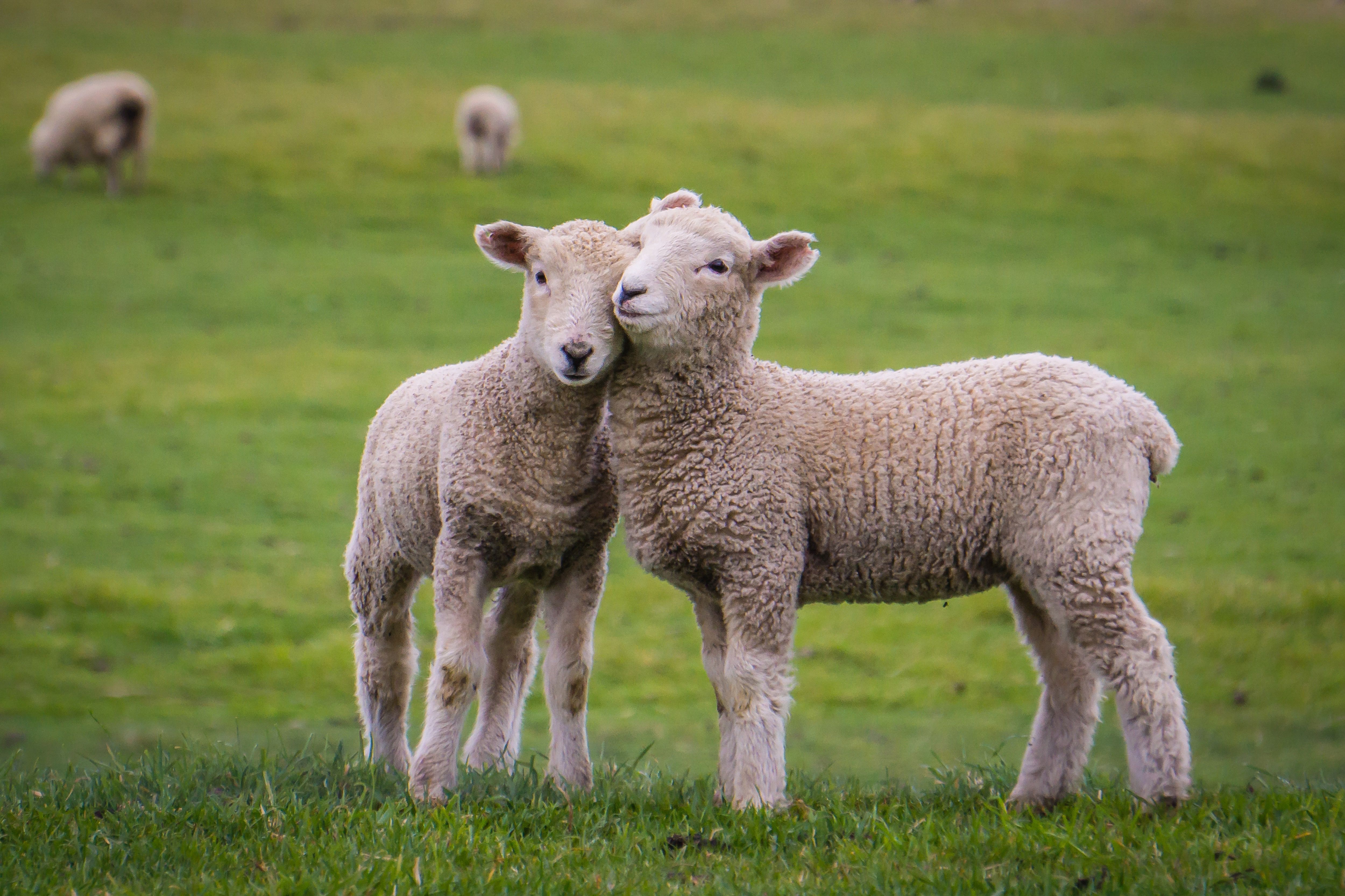 SAFE New Zealand