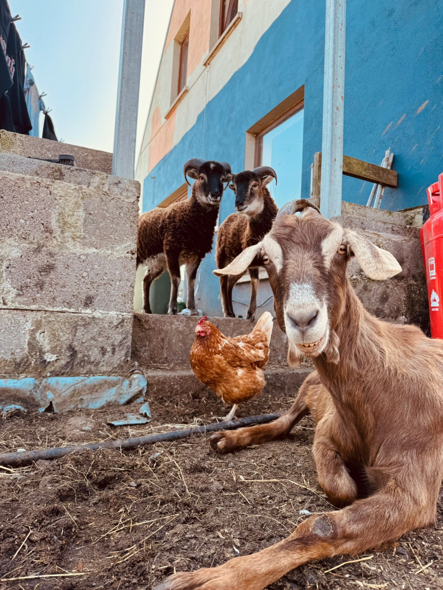 Beara Farm Animal Sanctuary