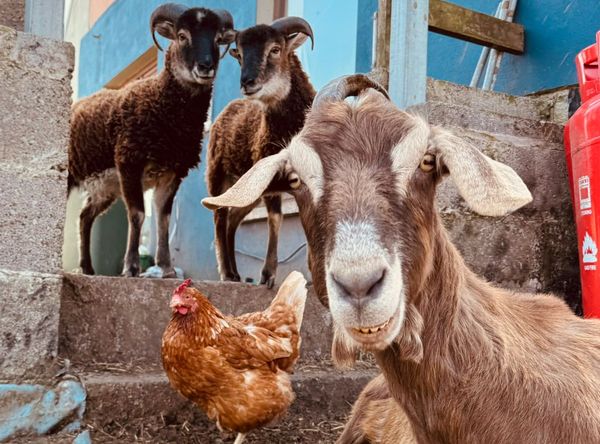 Beara Farm Animal Sanctuary