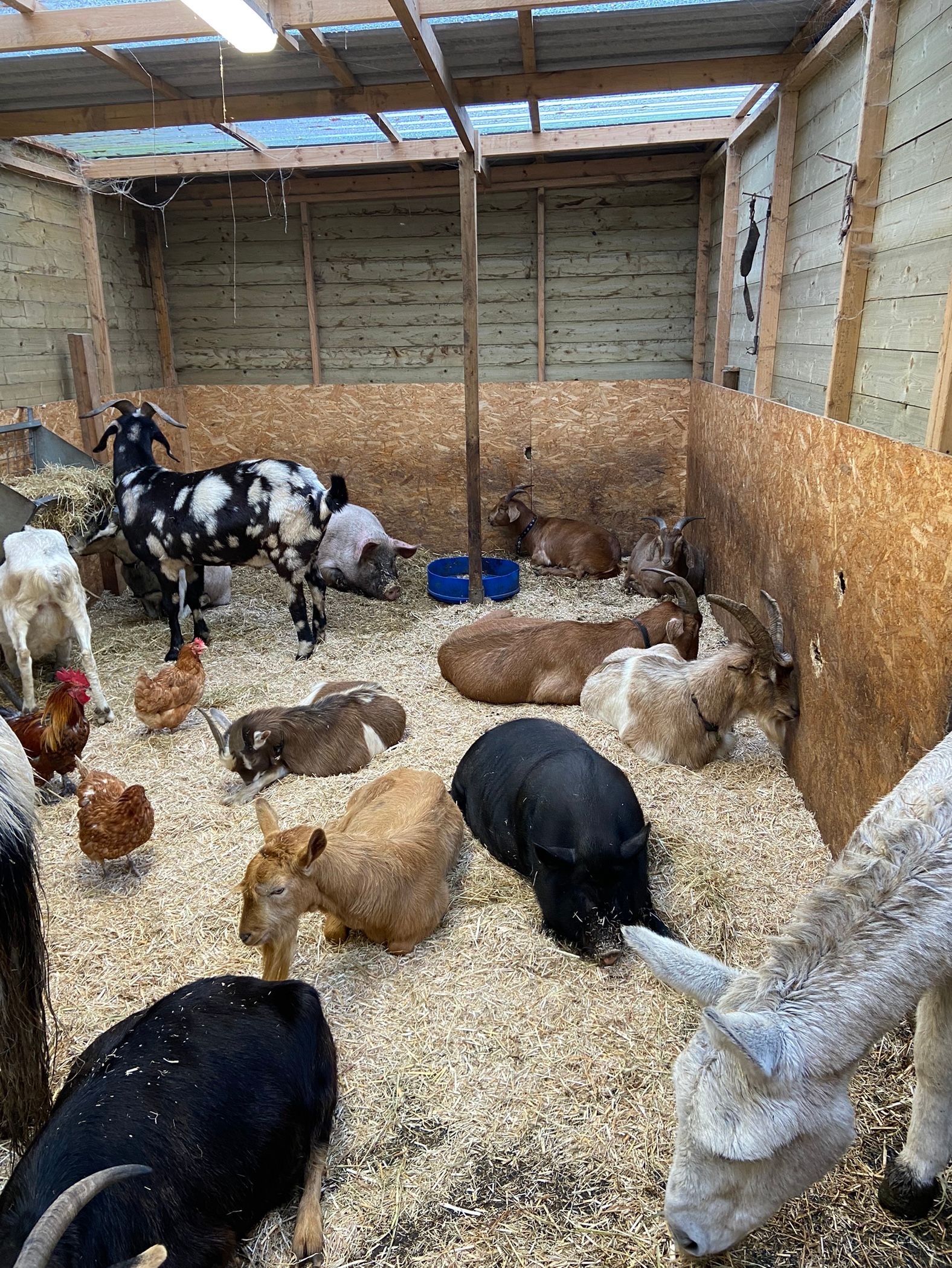 Beara Farm Animal Sanctuary