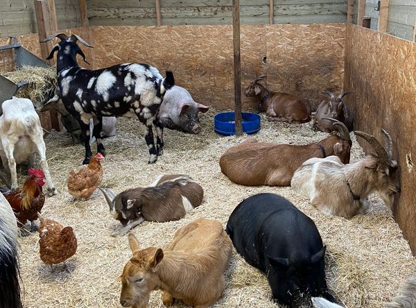 Beara Farm Animal Sanctuary