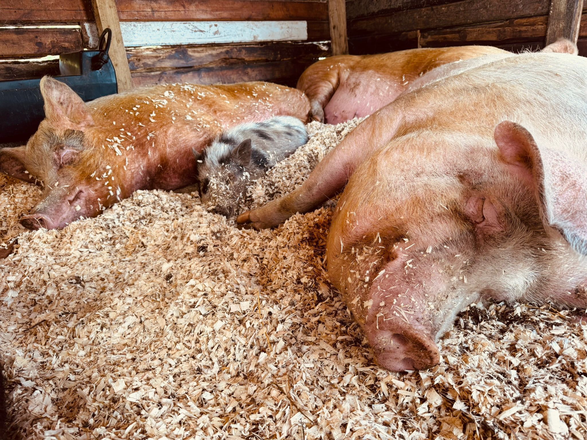 Beara Farm Animal Sanctuary